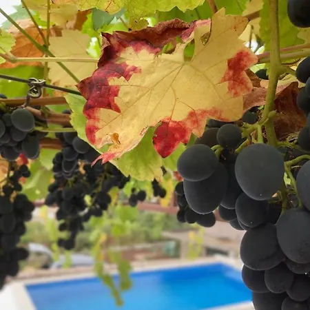 Charming Vineyard Budva